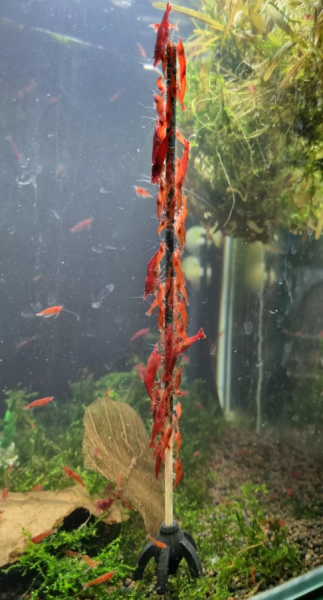 shrimp lollies blue diamond (10 pieces)